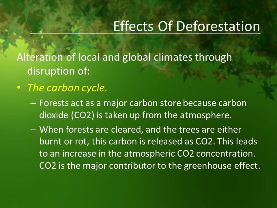 Effects of deforestation biology